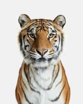 image 05_randal_ford-bengal_tiger_01_40x50-adjusted_archival_pigment_print-jpg