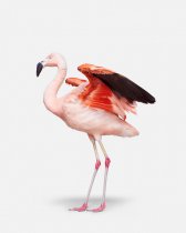 image 58_randal_ford-flamingono-2_archival_pigment_print-jpg