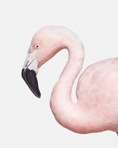 image 59_randal_ford-flamingono-3_archival_pigment_print-jpg